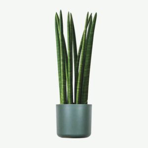Home plants ecommerce product featured img 10
