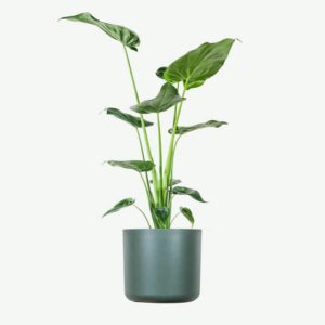 Home plants ecommerce product featured img 17