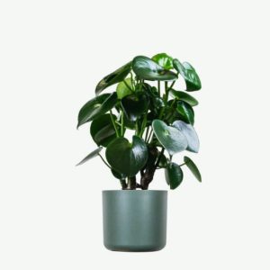 Home plants ecommerce product featured img 6