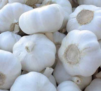 Pure white garlic